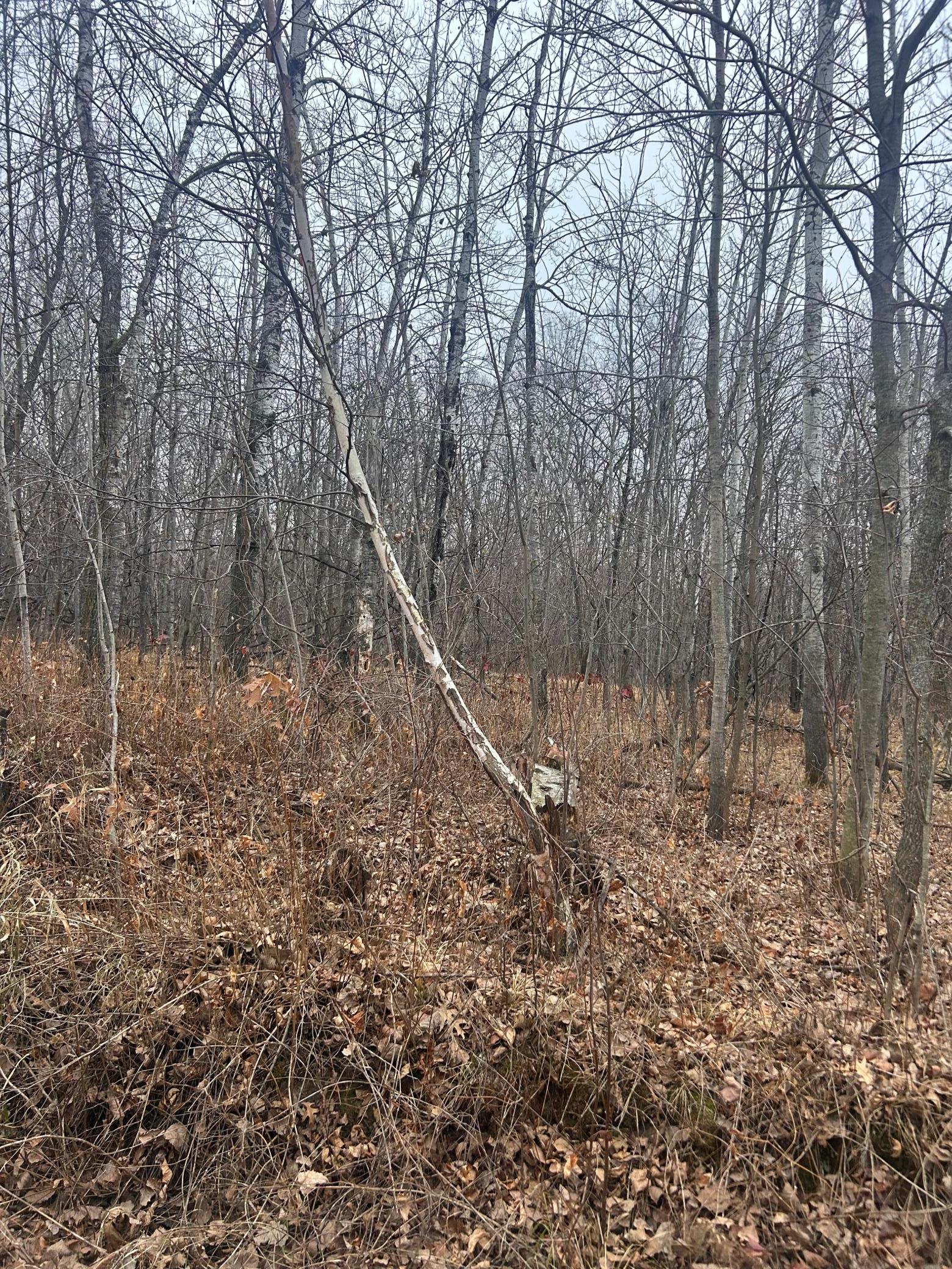 Property photo for TBDx Golf Course dr, Cushing, MN 56443