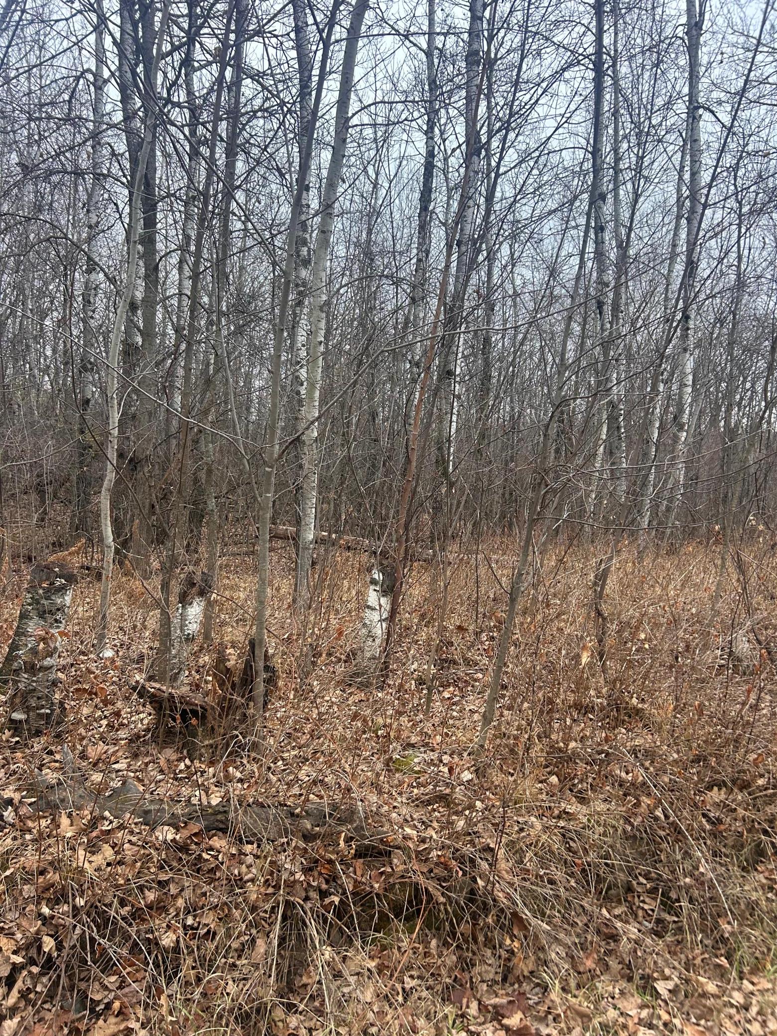 Property photo for TBDxxxx Golf Course Dr, Cushing, MN 56443