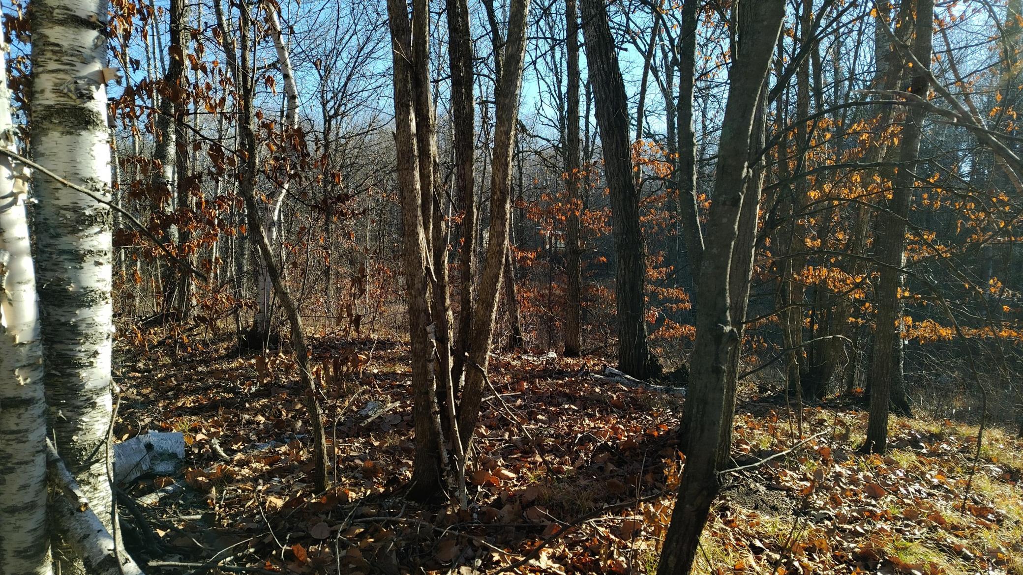 IMG_20251115_101521_HDR.jpg