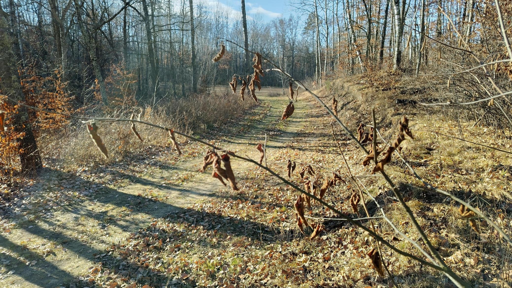IMG_20251115_101913_HDR.jpg