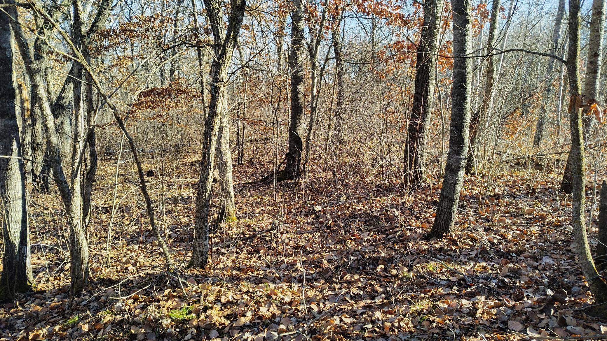 IMG_20251115_101548_HDR.jpg