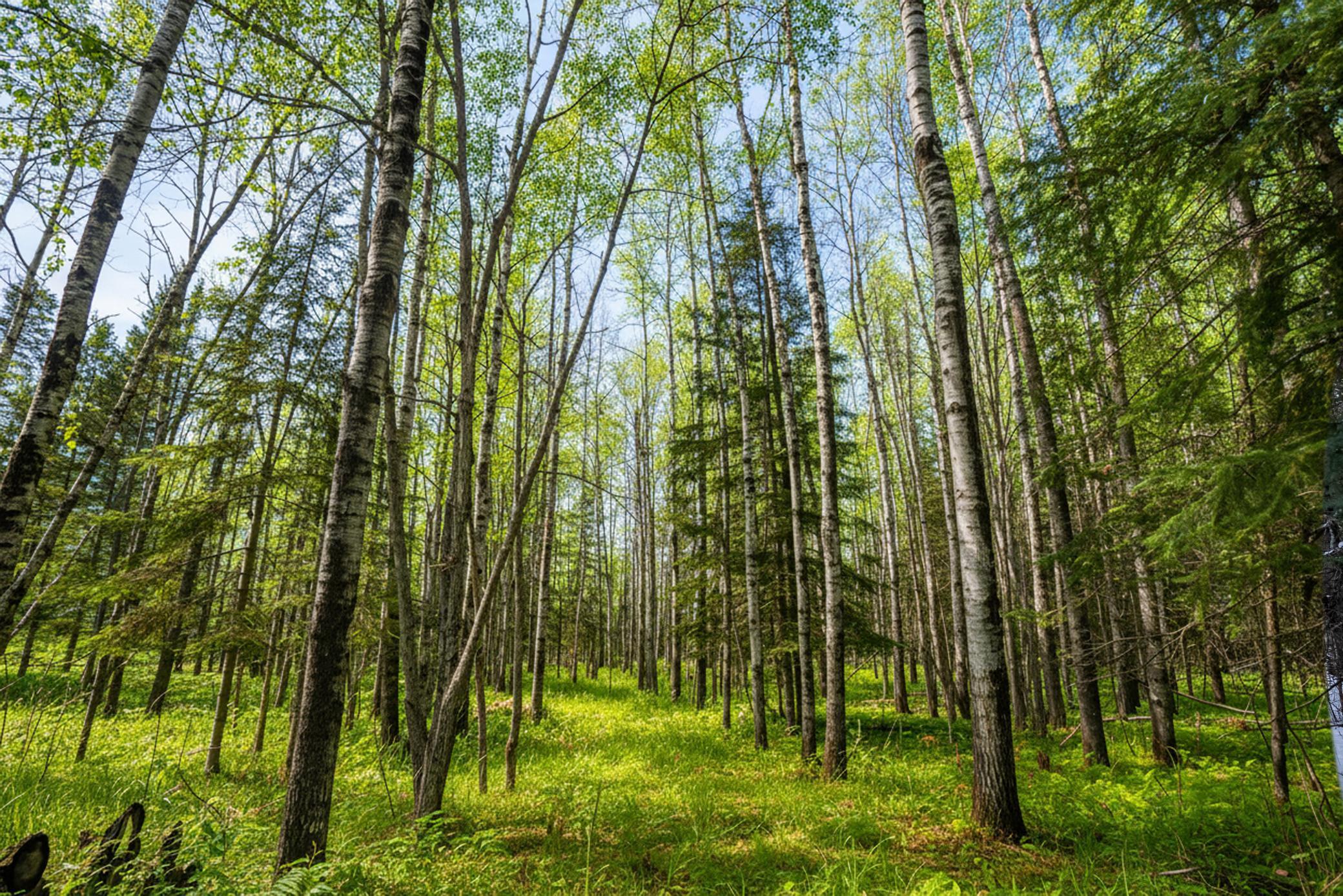 XXXX Bass Lake Rd woods AI Summer.jpg