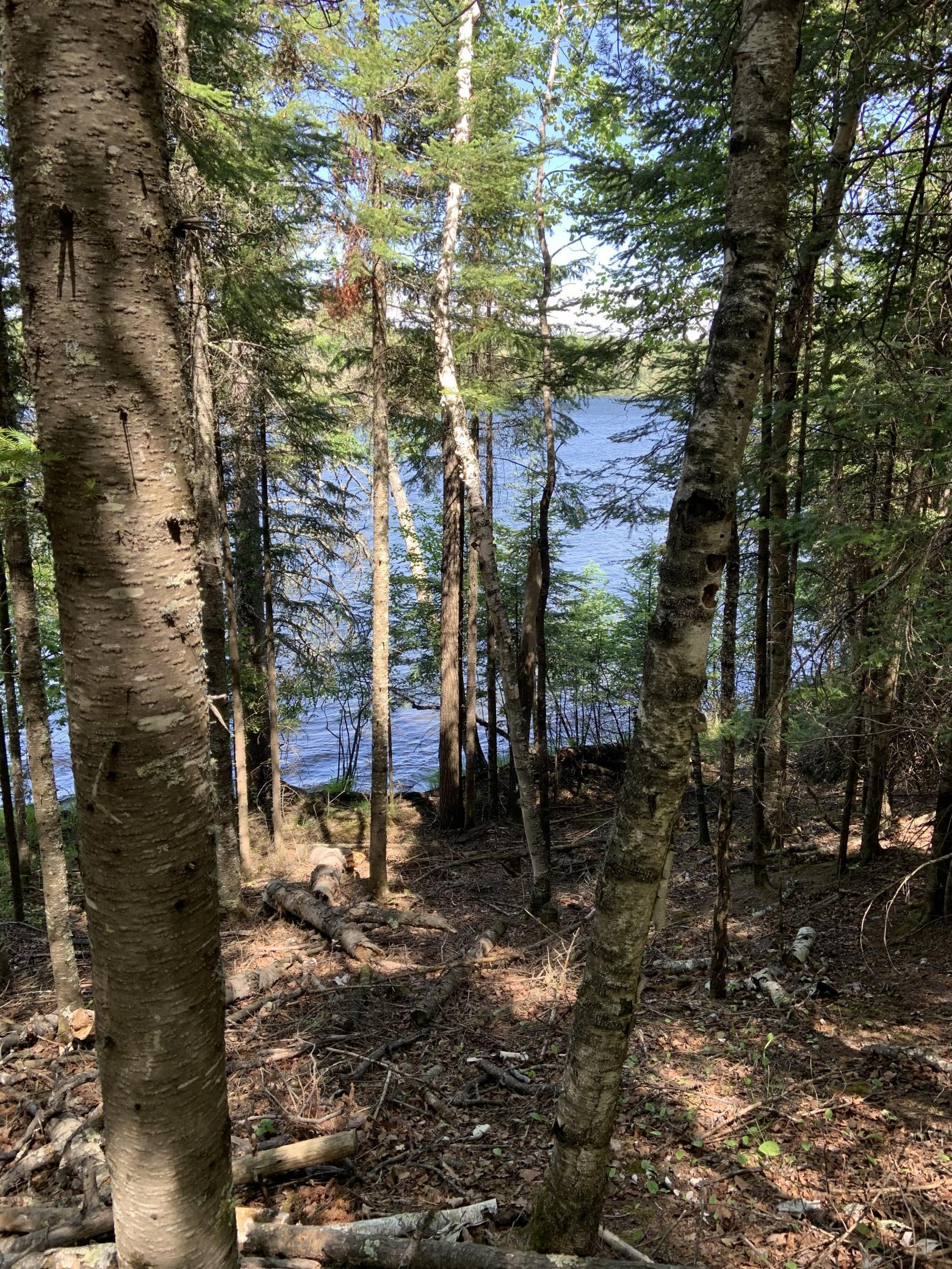 Bass Lake Road woods 9.jpg