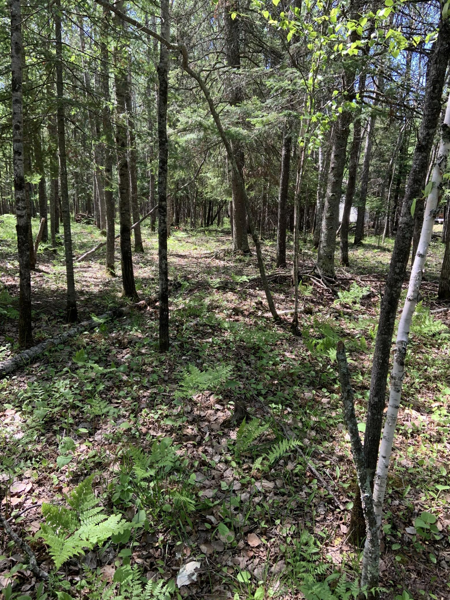 Bass Lake Road woods 7.jpg