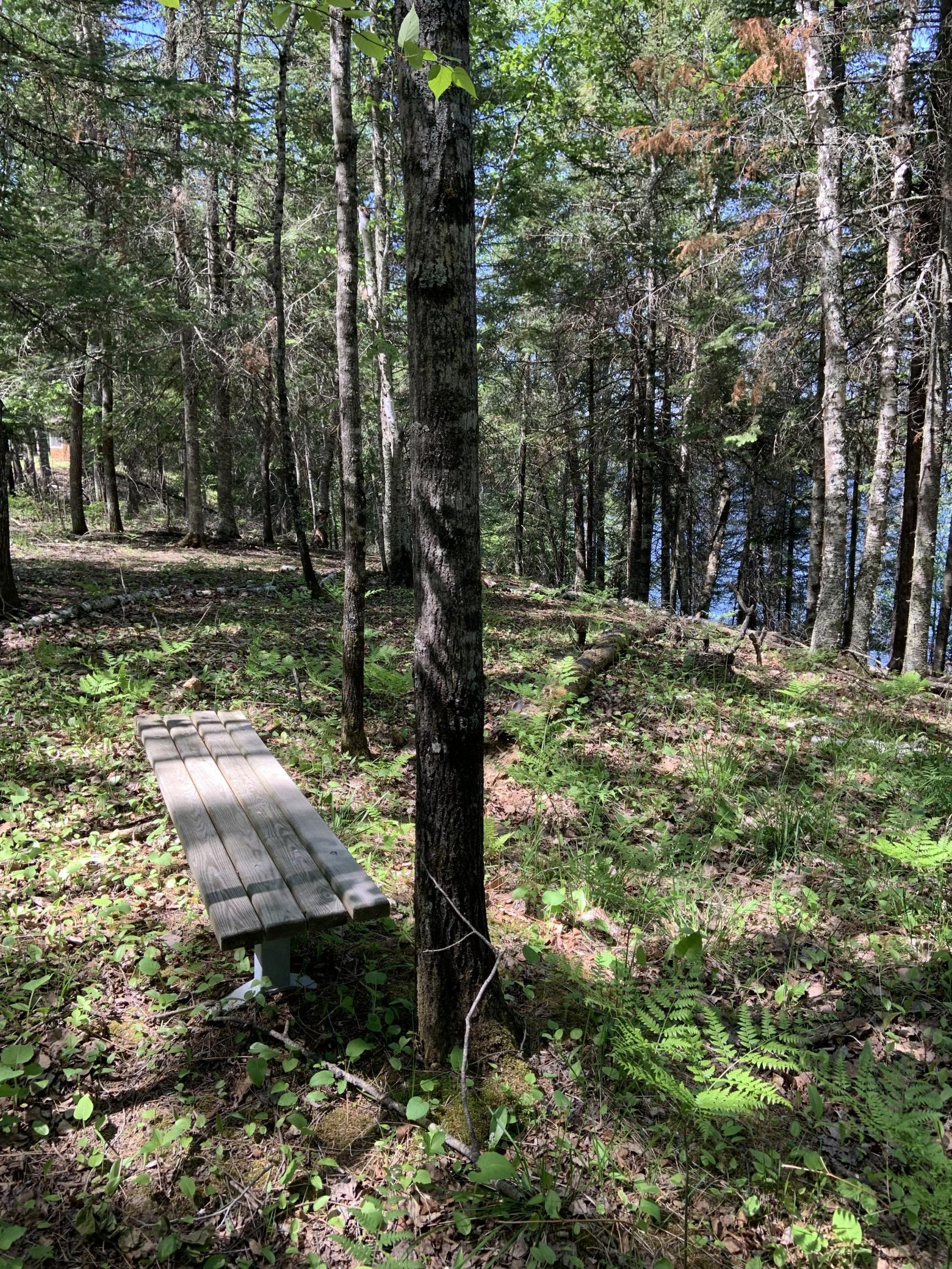 Bass Lake Road woods 8.jpg