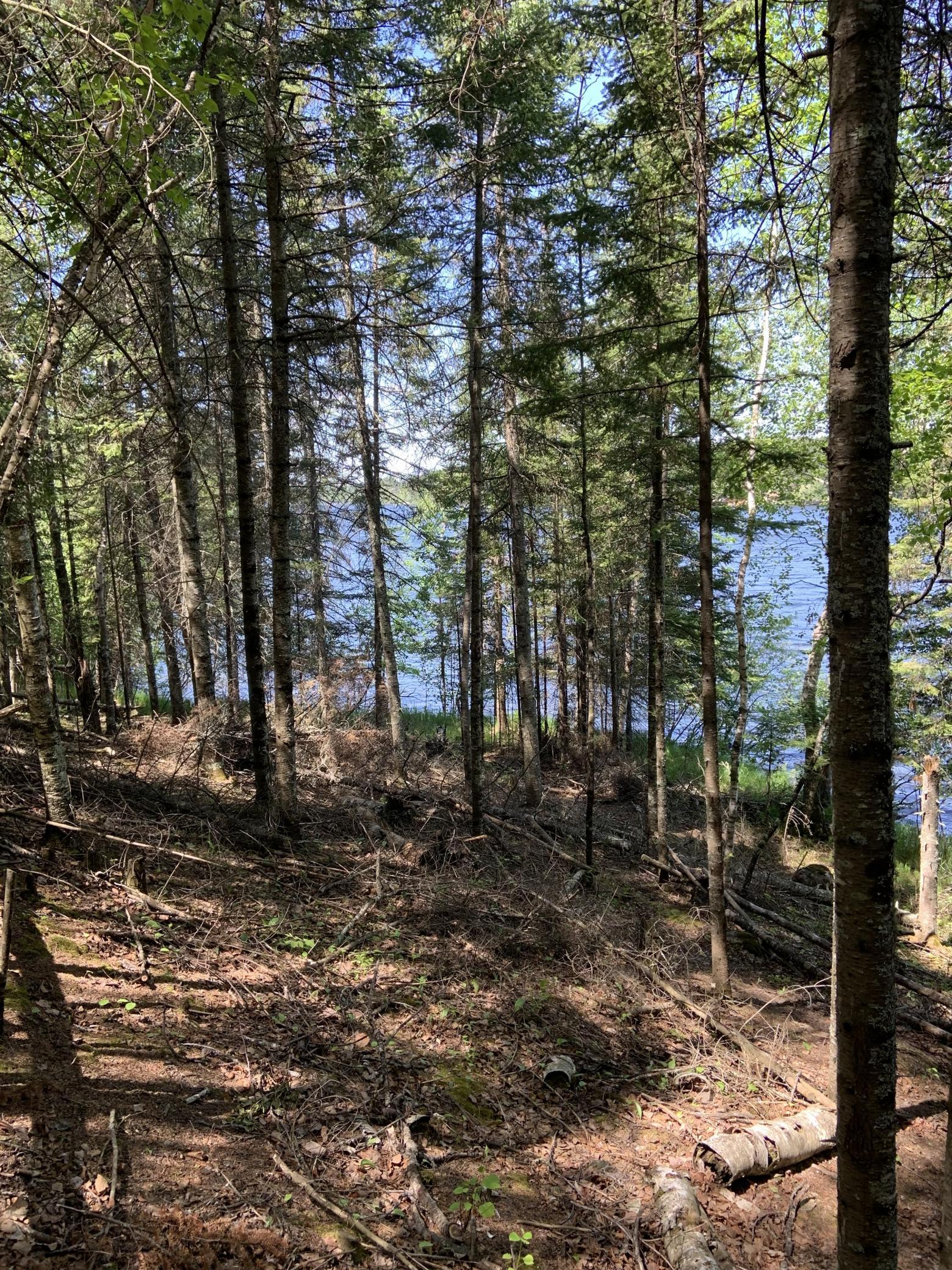 Bass Lake Road woods10.jpg