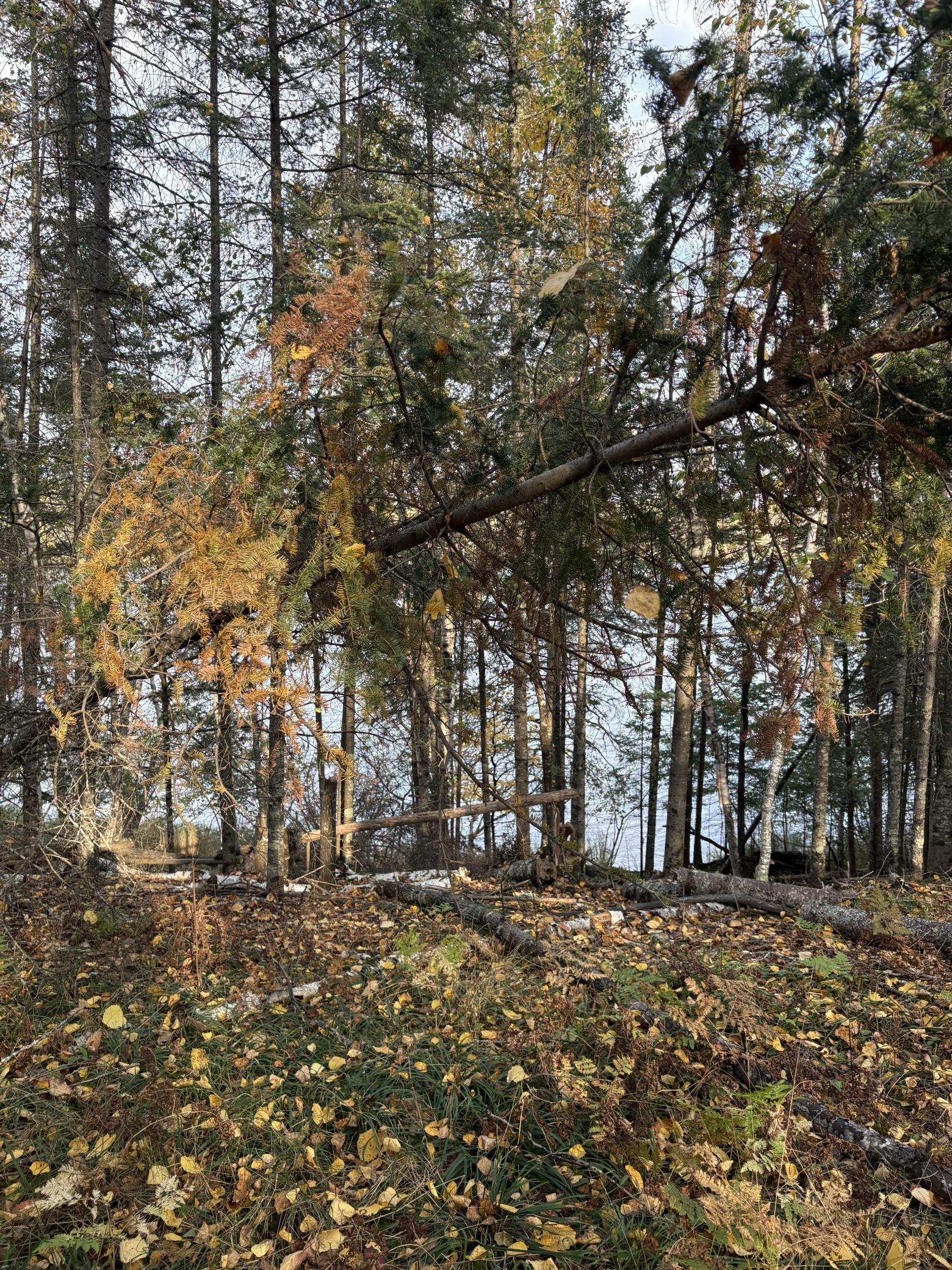 Bass Lake Road woods 5.jpg