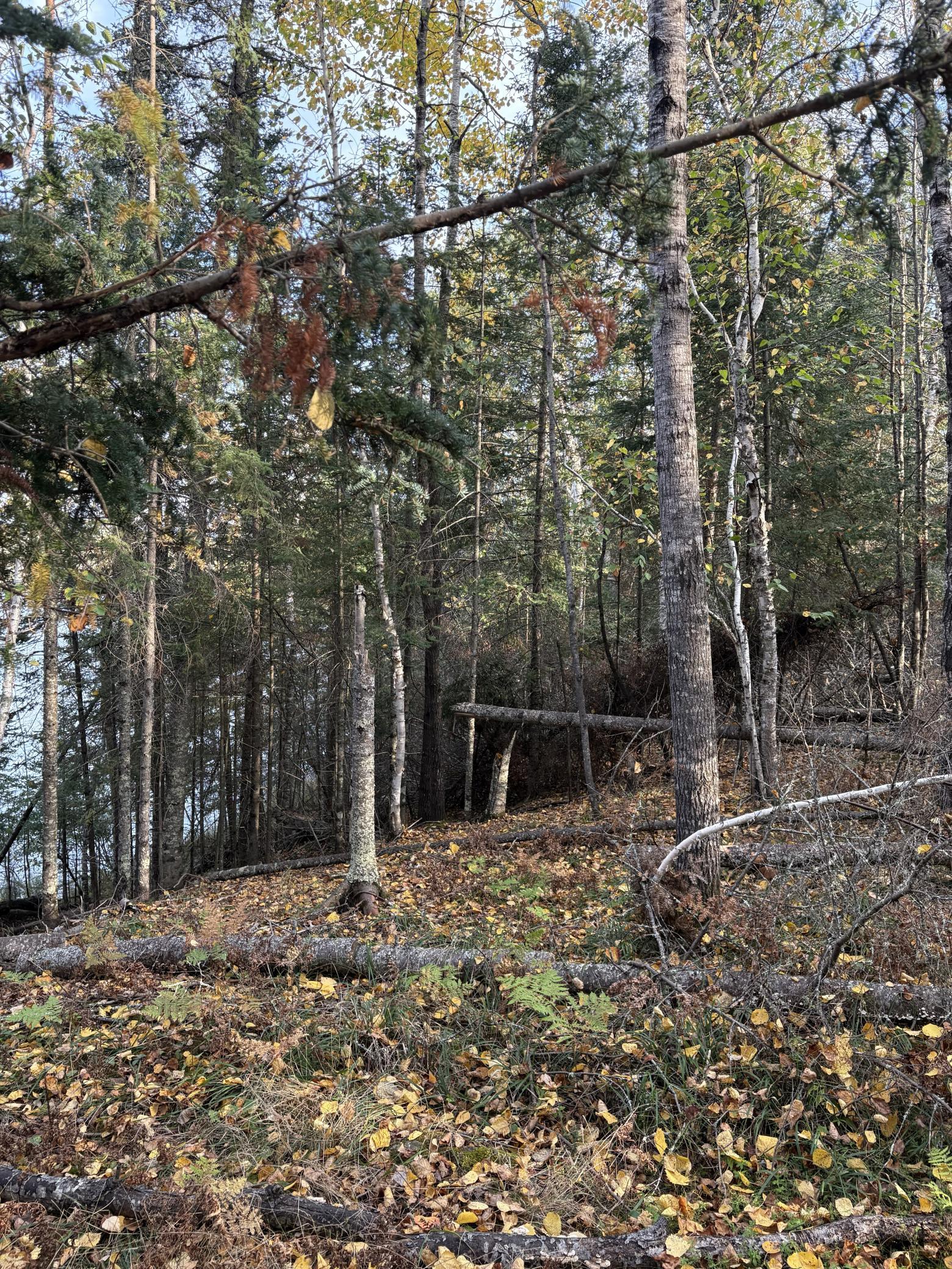 Bass Lake Road woods 6.jpg