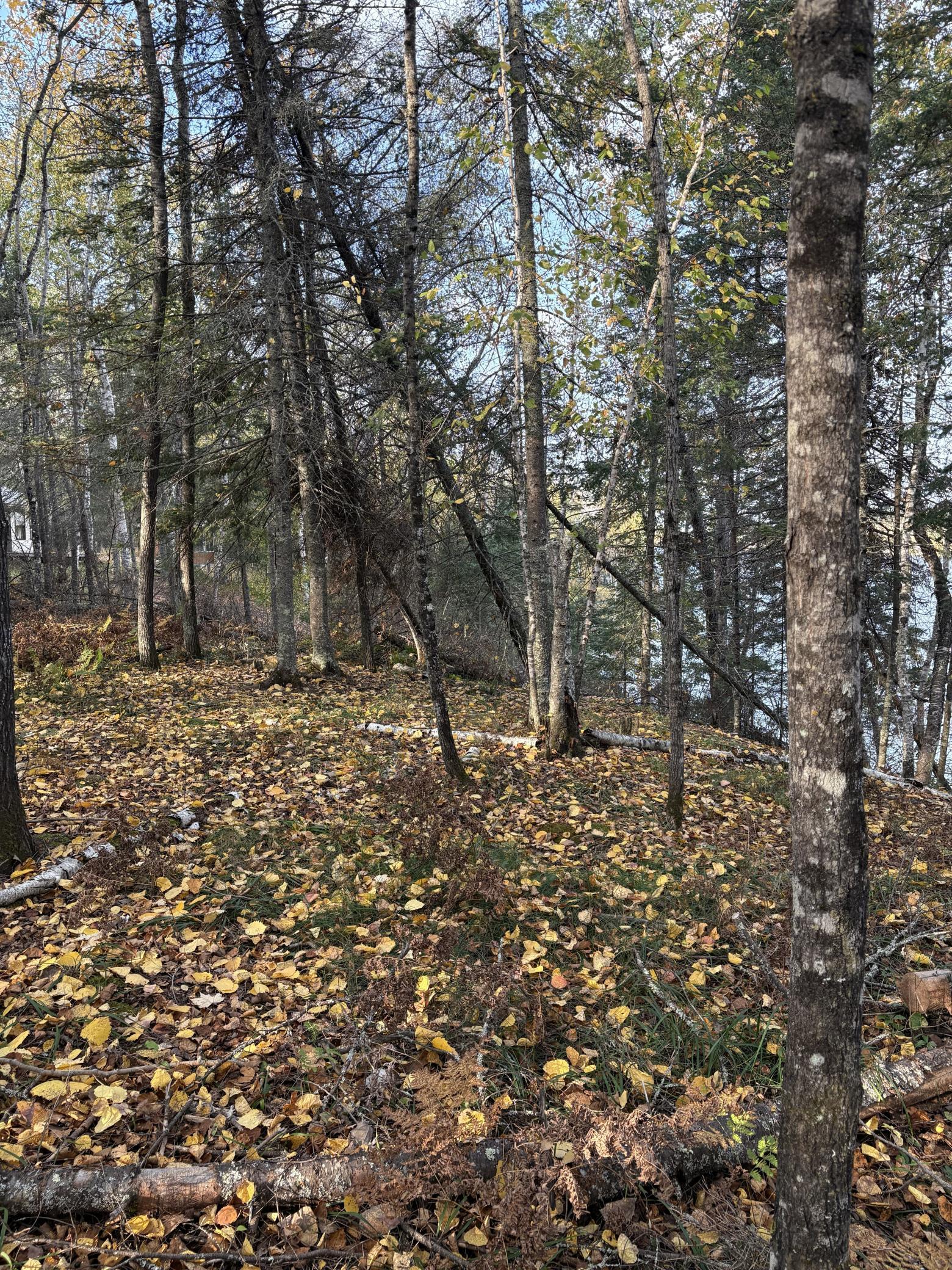 Bass Lake Road woods 2.jpg