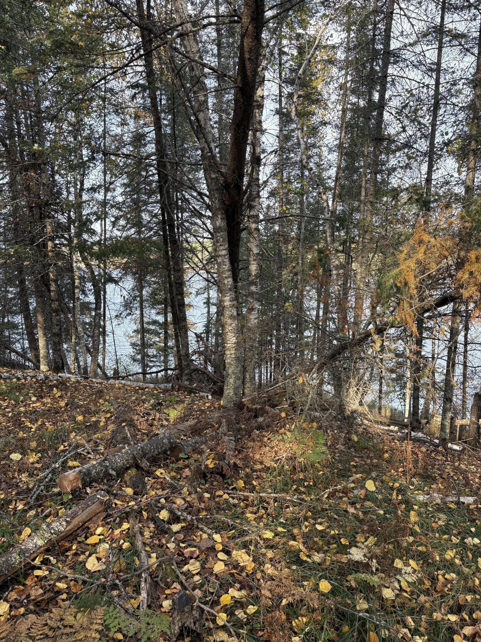 Bass Lake Road woods 4.jpg