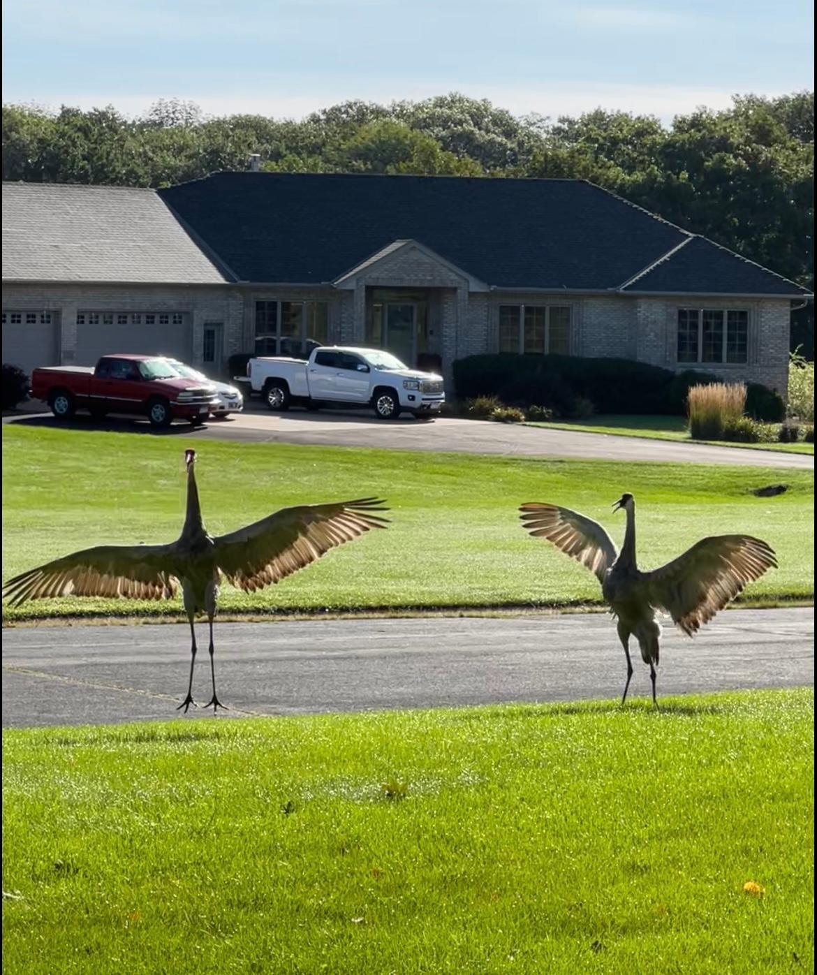 Dancing cranes on the front lawn