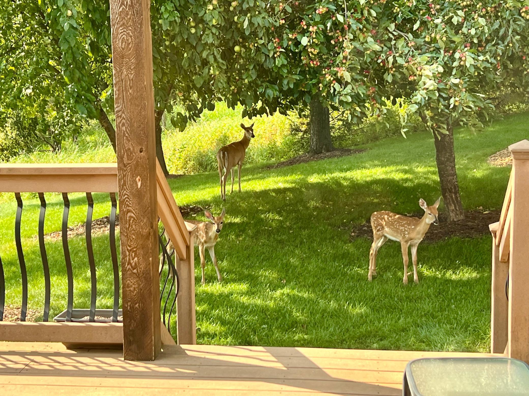 Twin deer friends!