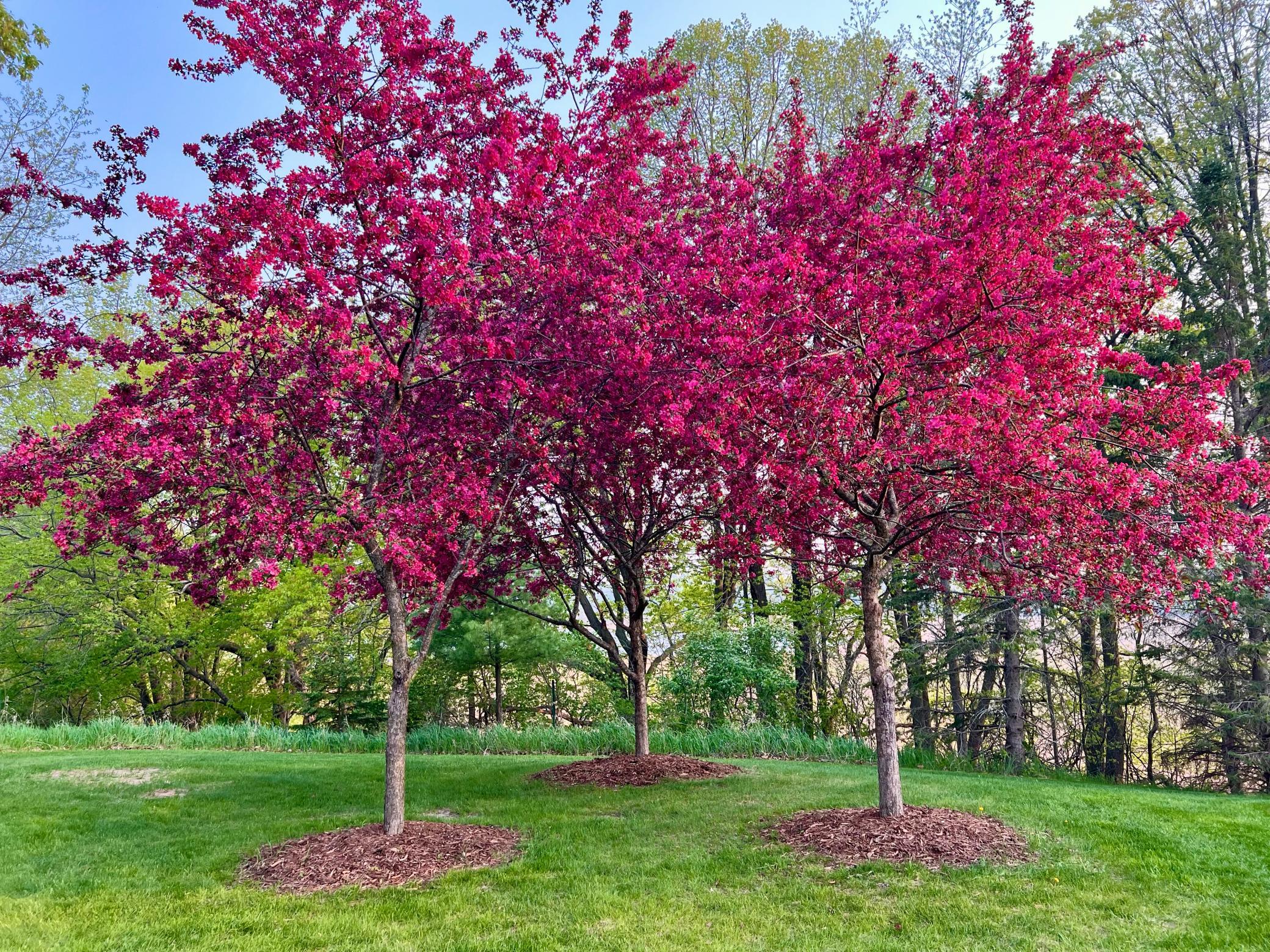 Flowering trees in the fall