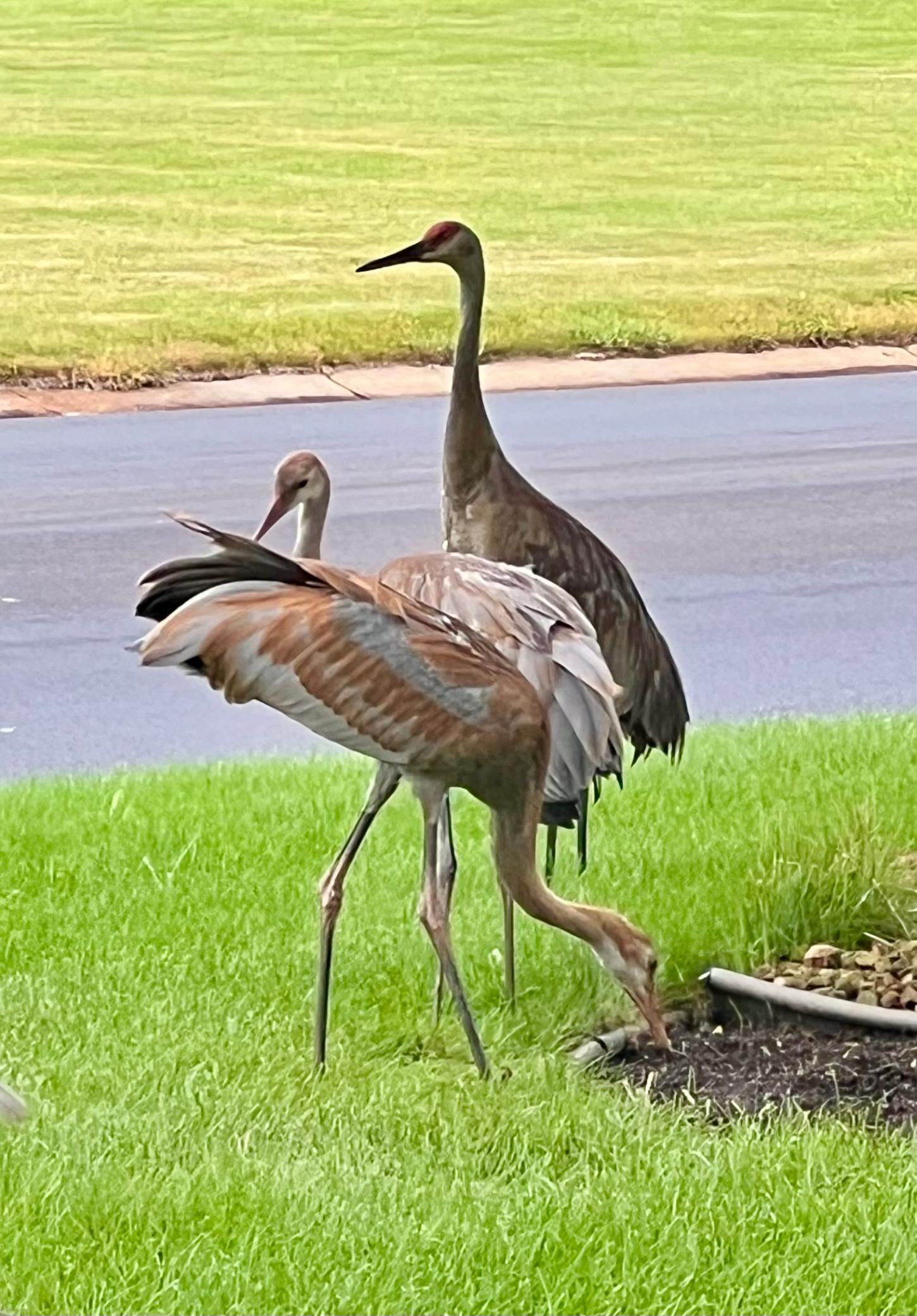 Wildlife galore!