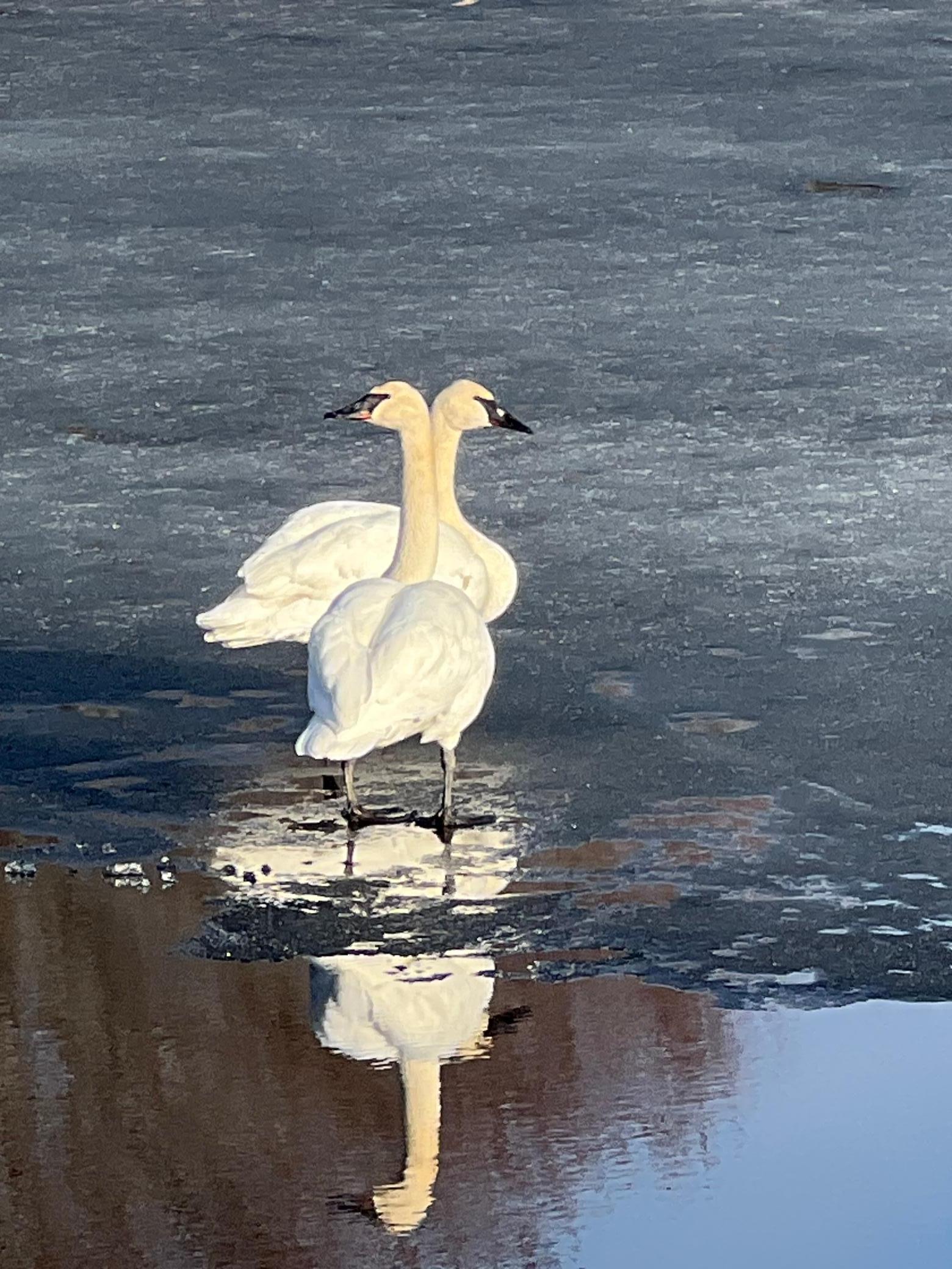 Swans on the pond