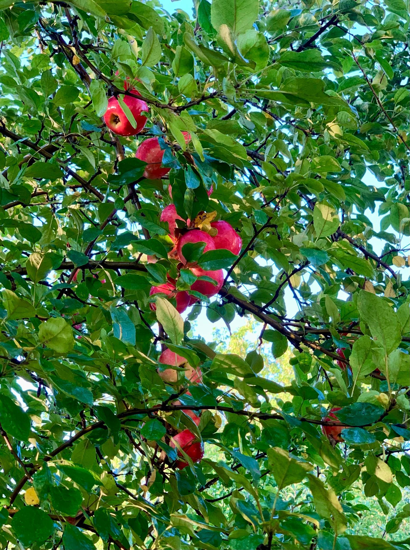 Apple trees on the property