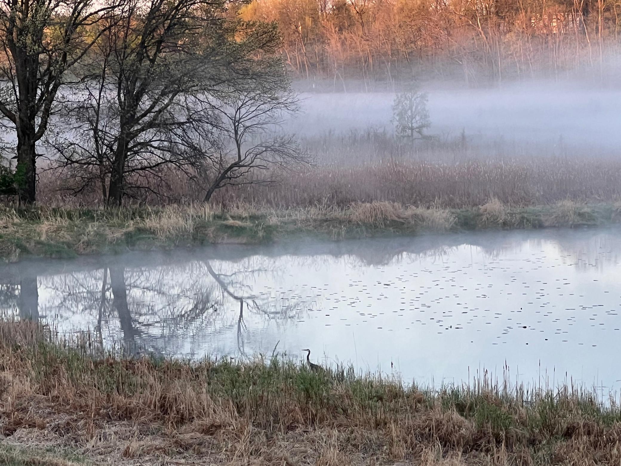 Morning fog on the pond