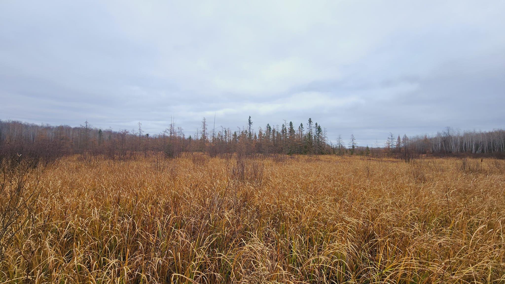 Wetland at back of property with Tamarack woods
