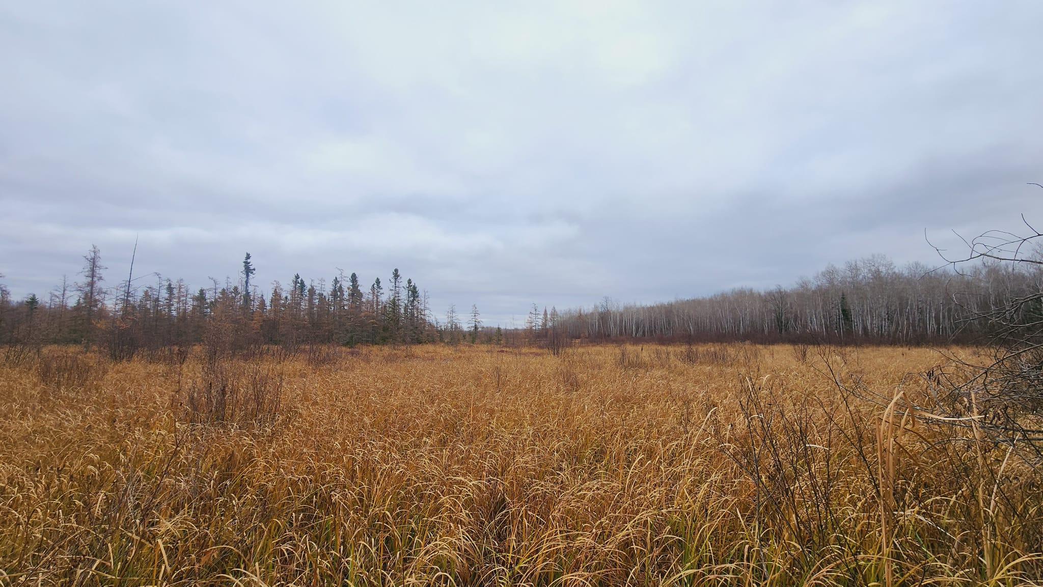 Wetland at back of property