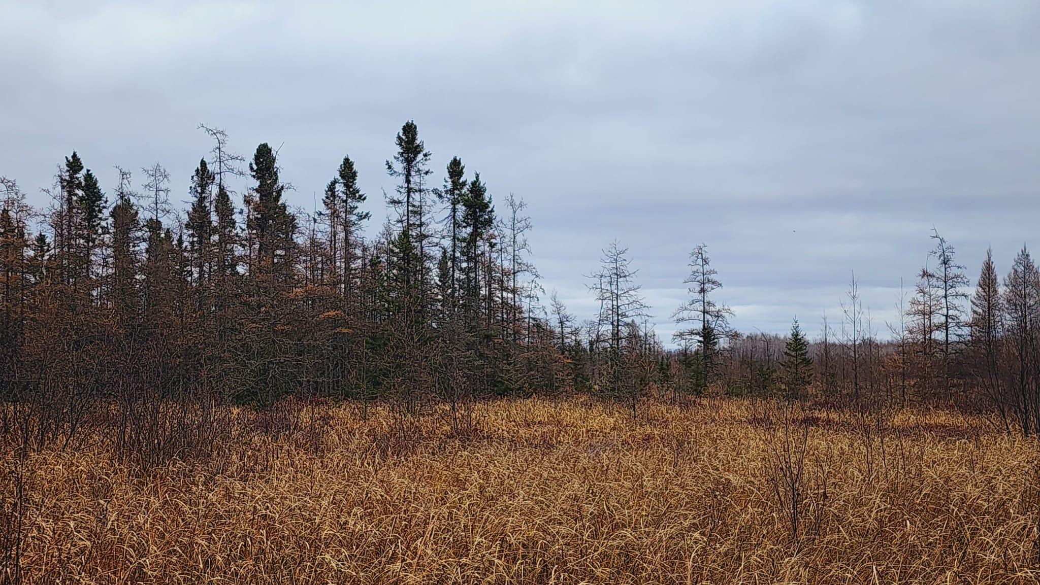 Tamarack woods in wetland