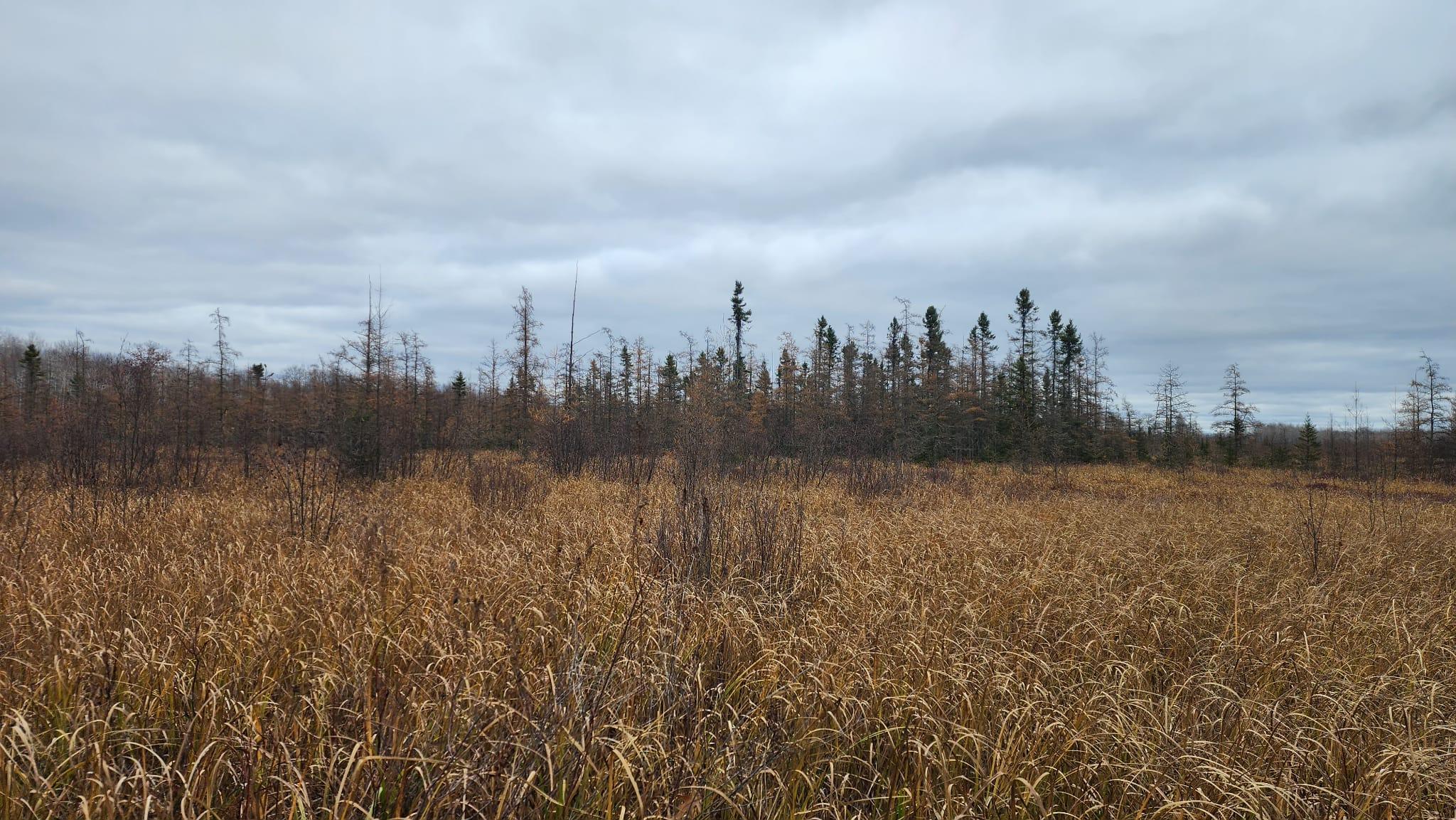 Tamarack woods in wetland