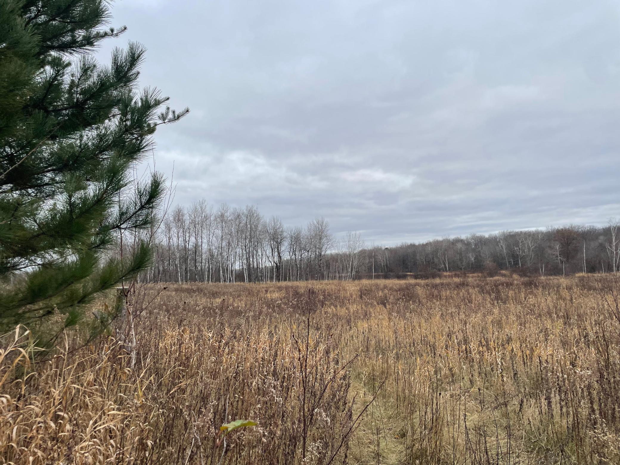 Large open pasture with a mix of trees