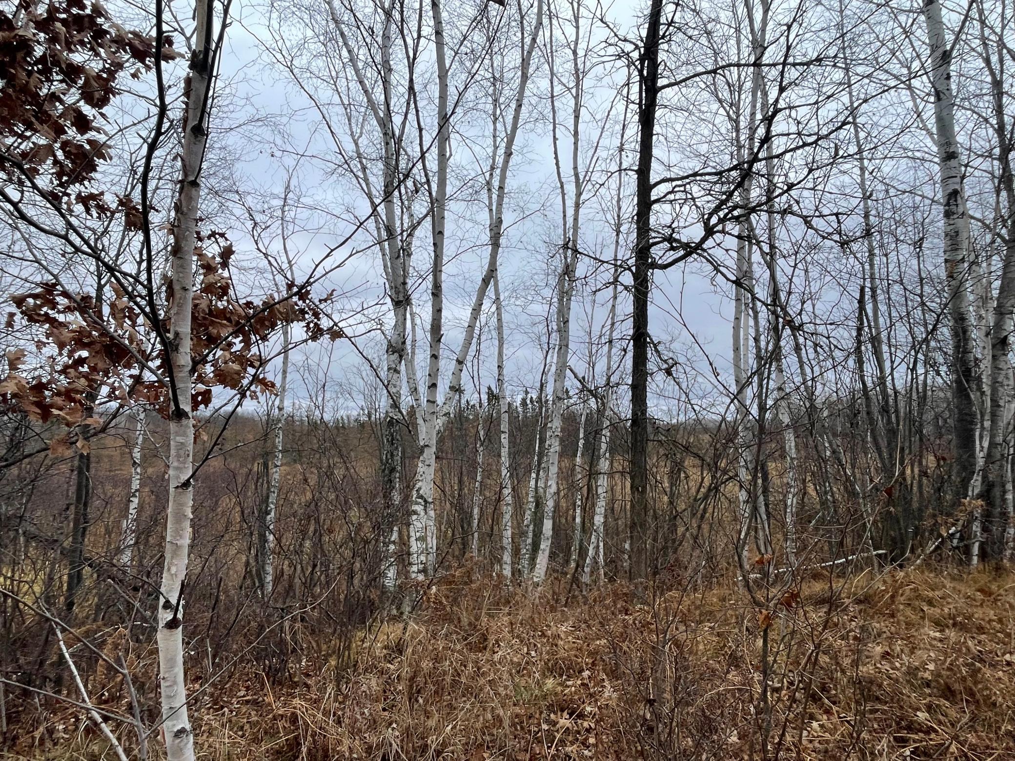 Woods before wetland at back of property