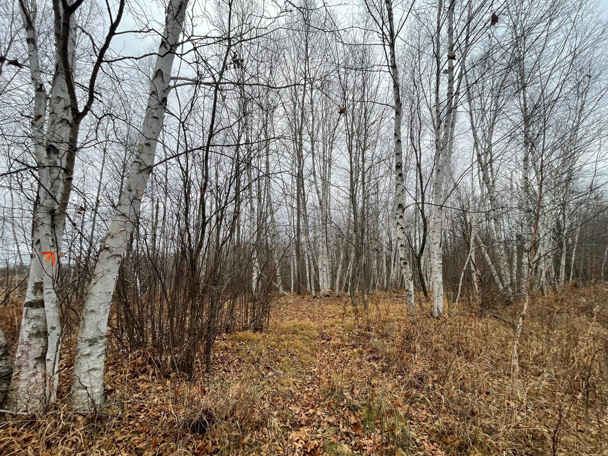 Birch woods on dry land
