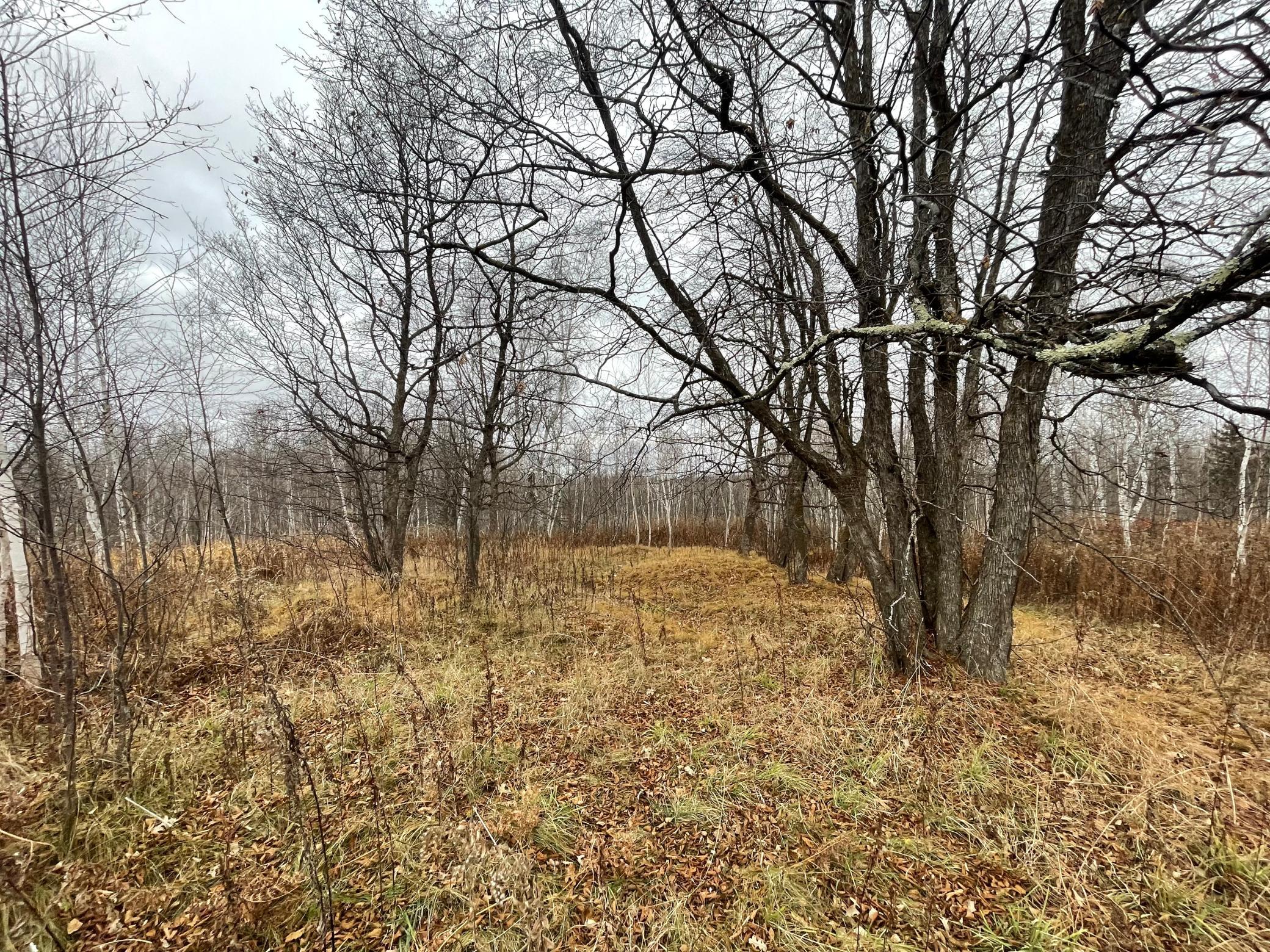 Opening in woods