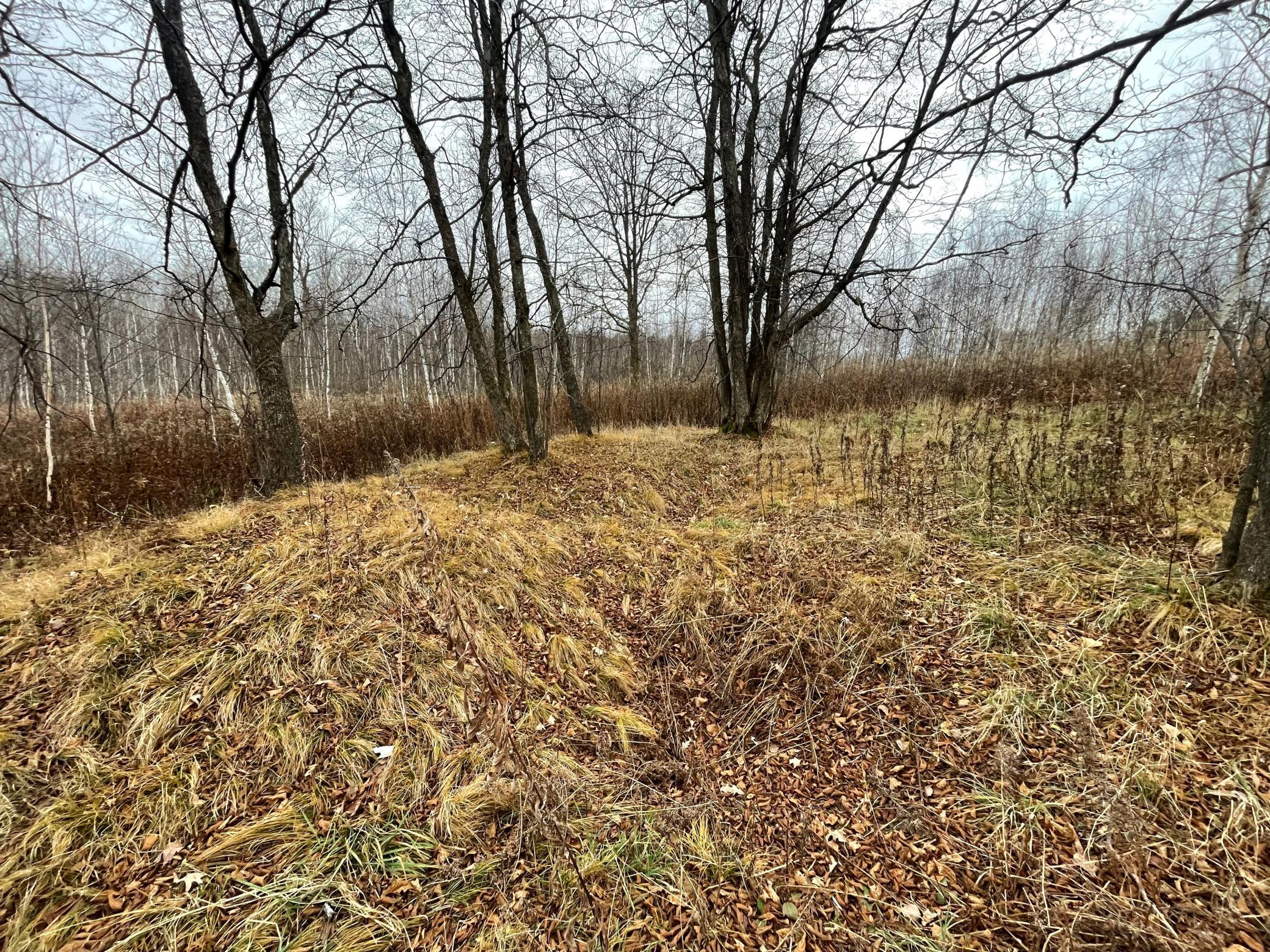 Natural berm in woods near wetland
