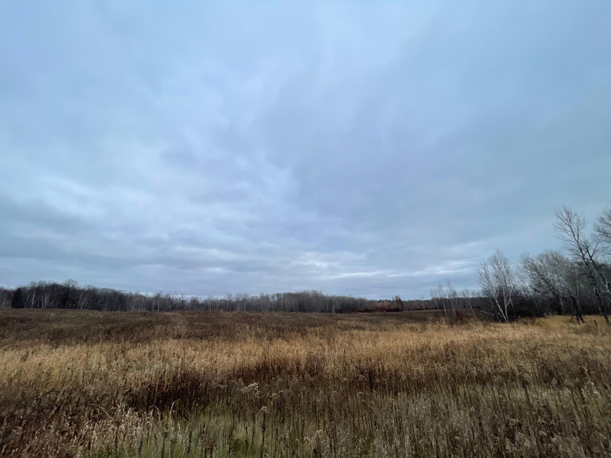 View from ground, tall grass
