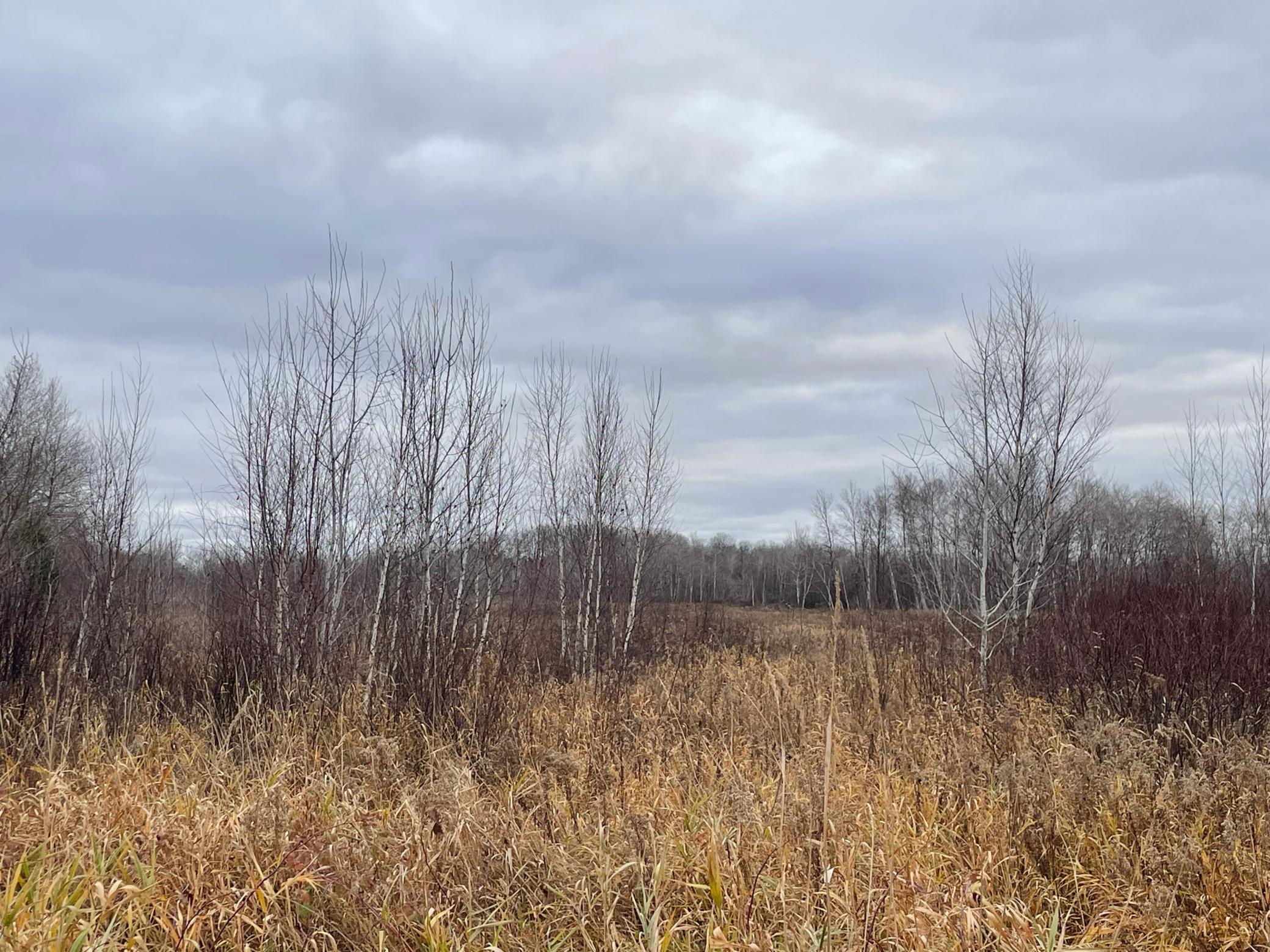 View from ground, tall grass and birch trees