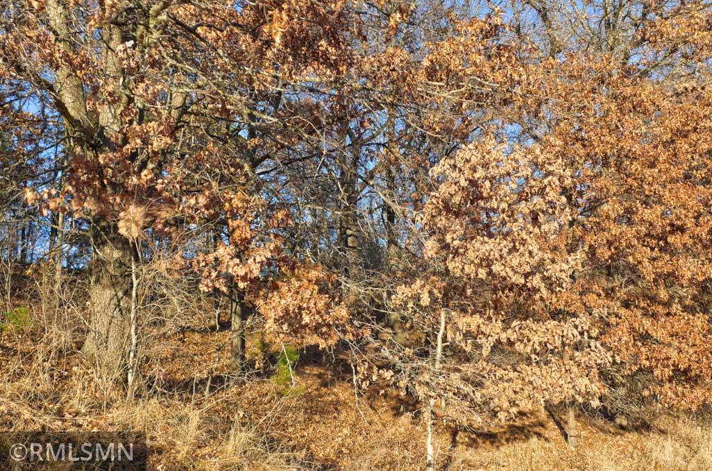 Beautiful trees