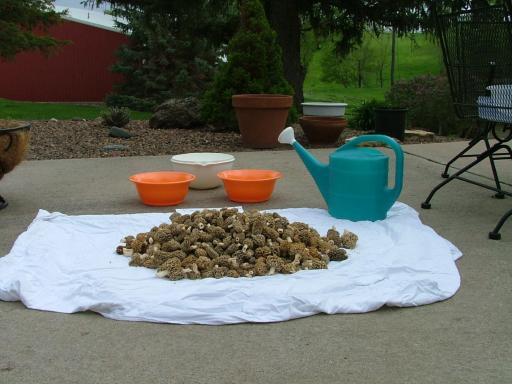 5-12-09 Mushrooms - 10 lbs. 004 - Copy.jpg