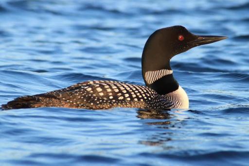 loon.jpg