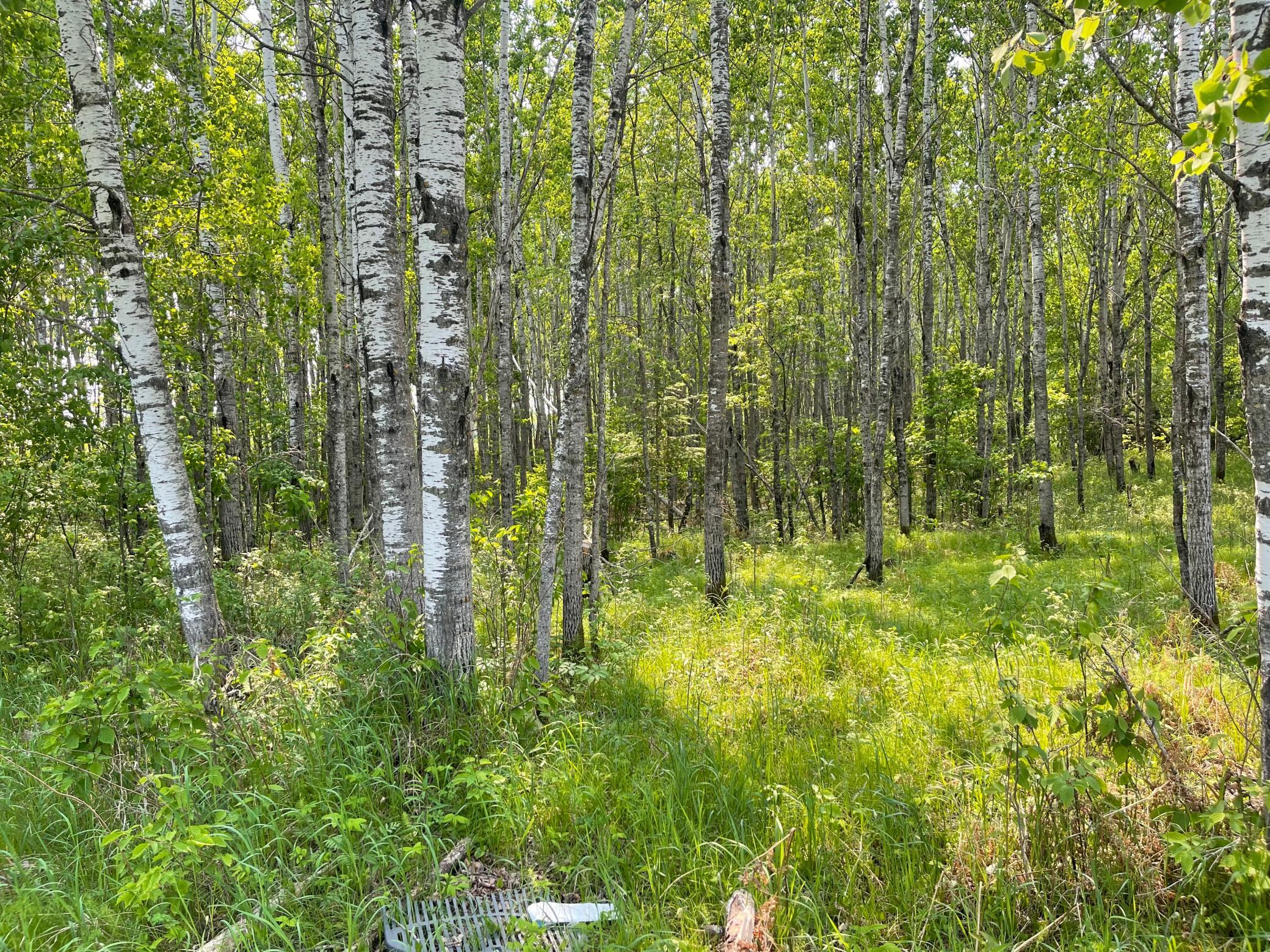 Woods