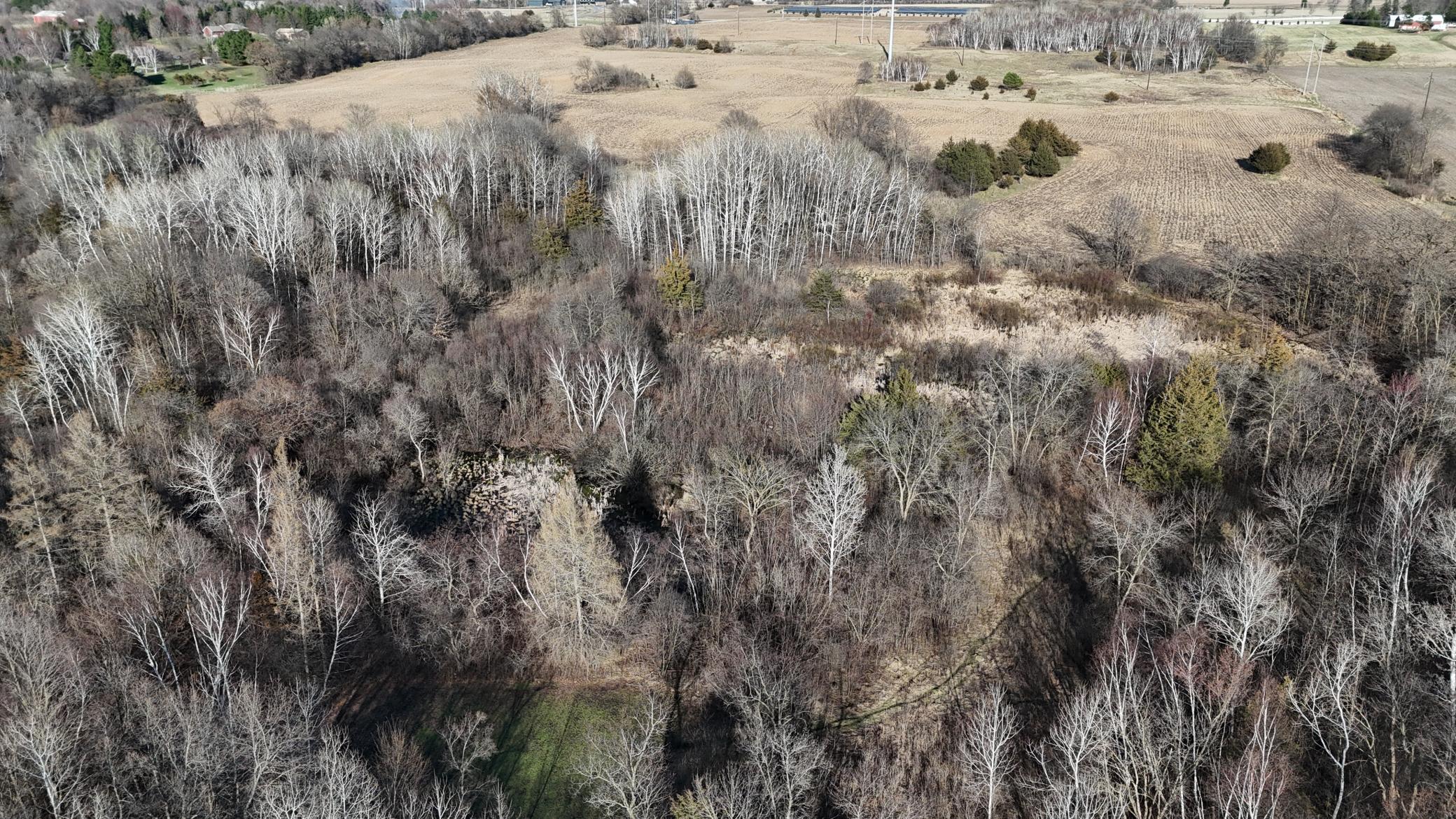 planted food plot.JPG
