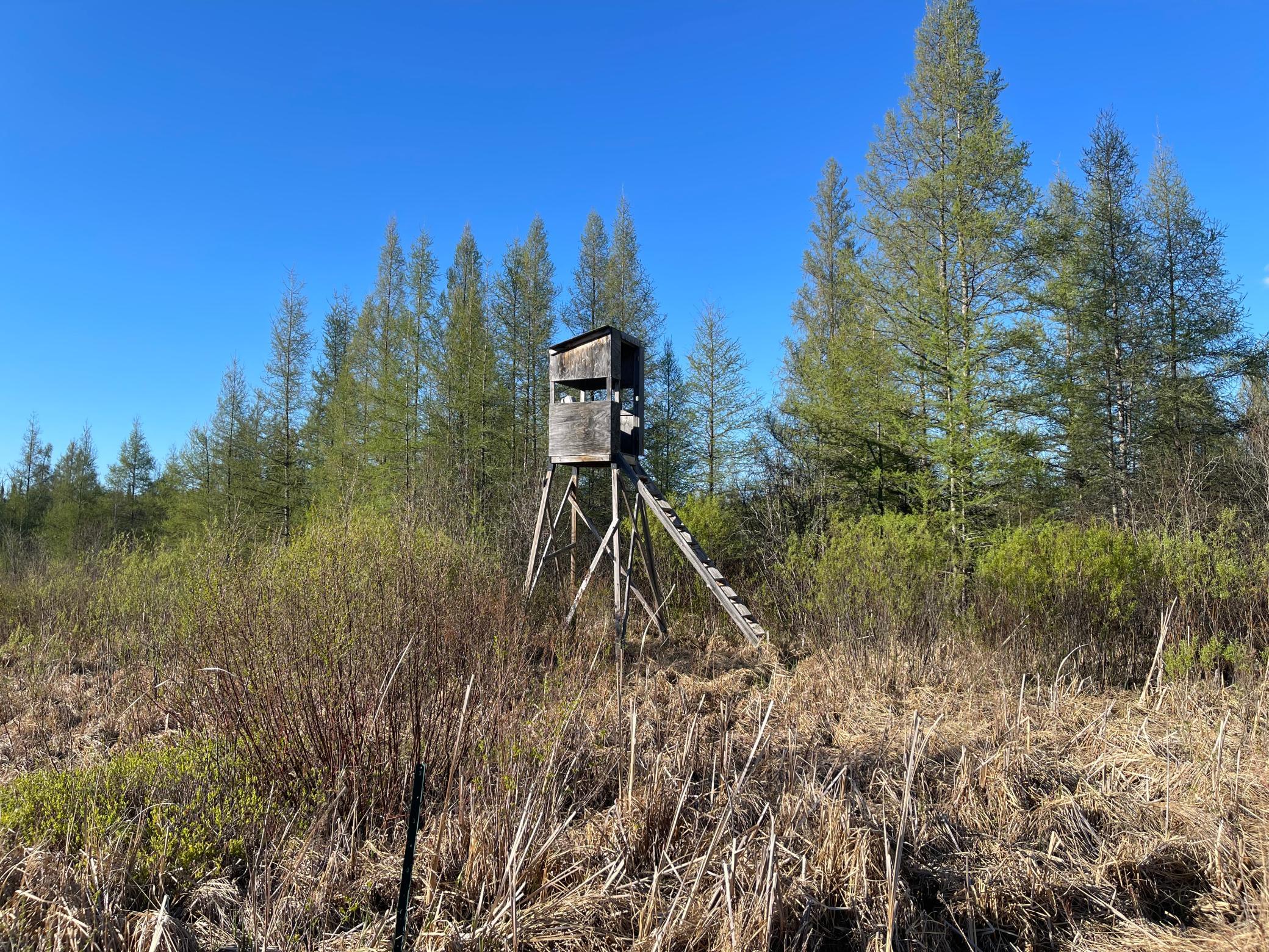 Deer stand on Power line