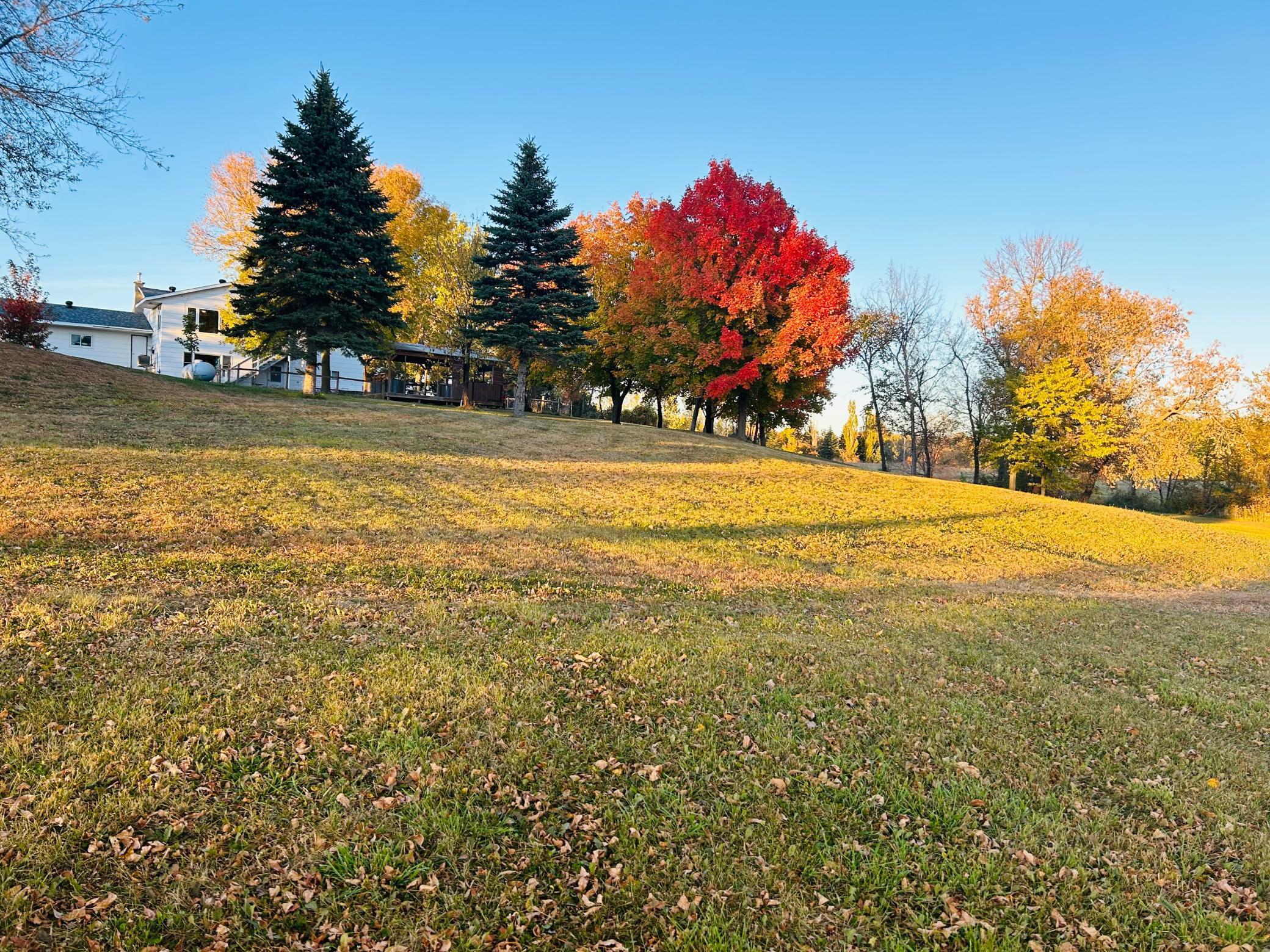 Fall colors back yard