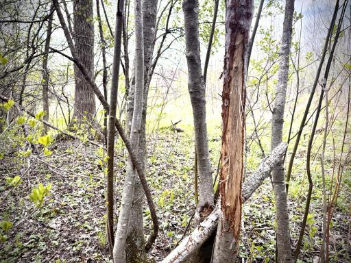 tbd County Line Avenue, Clear Lake, WI 54005