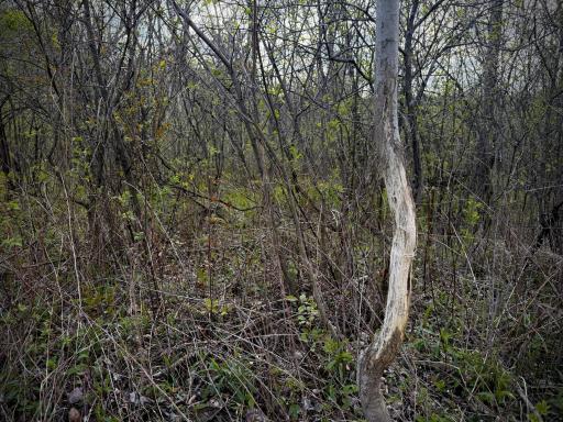 tbd County Line Avenue, Clear Lake, WI 54005