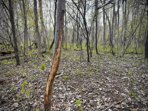 tbd County Line Avenue, Clear Lake, WI 54005