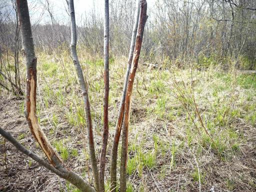 tbd County Line Avenue, Clear Lake, WI 54005