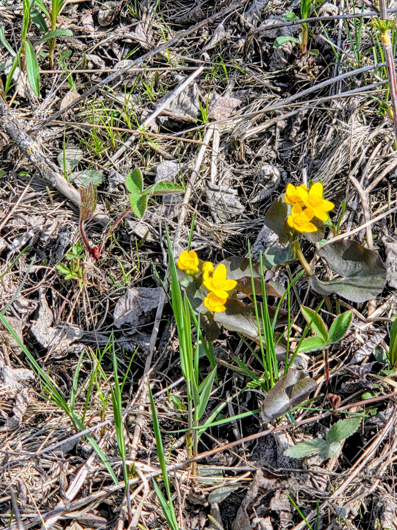 Yellow flower.jpg