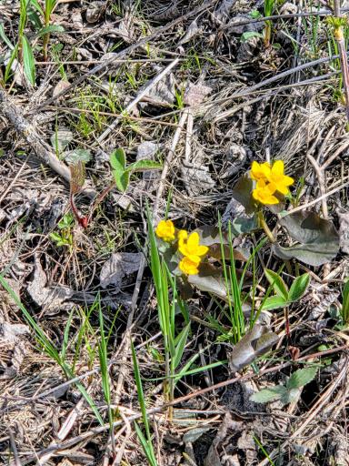 Yellow flower.jpg