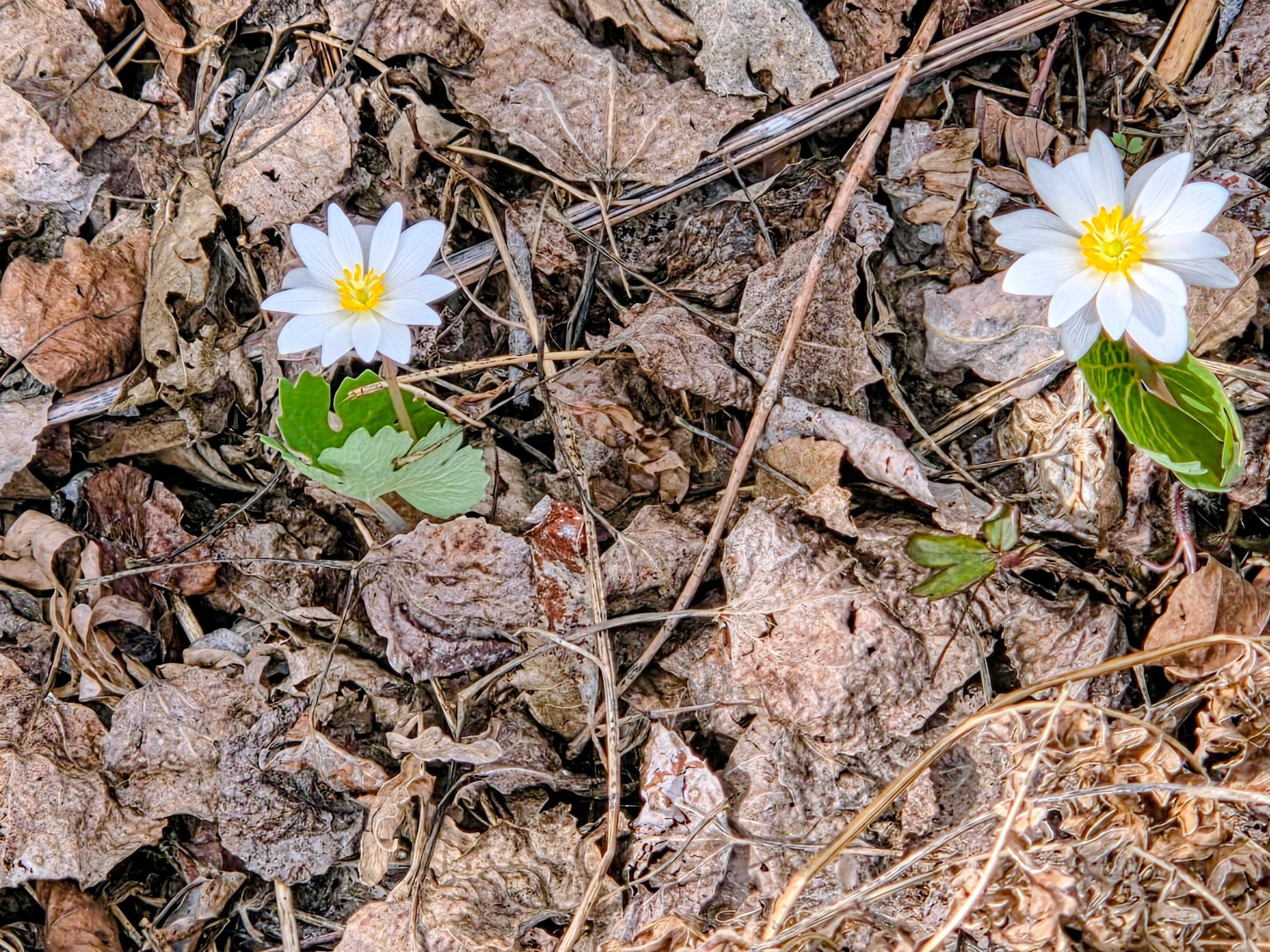 Spring flowers.jpg
