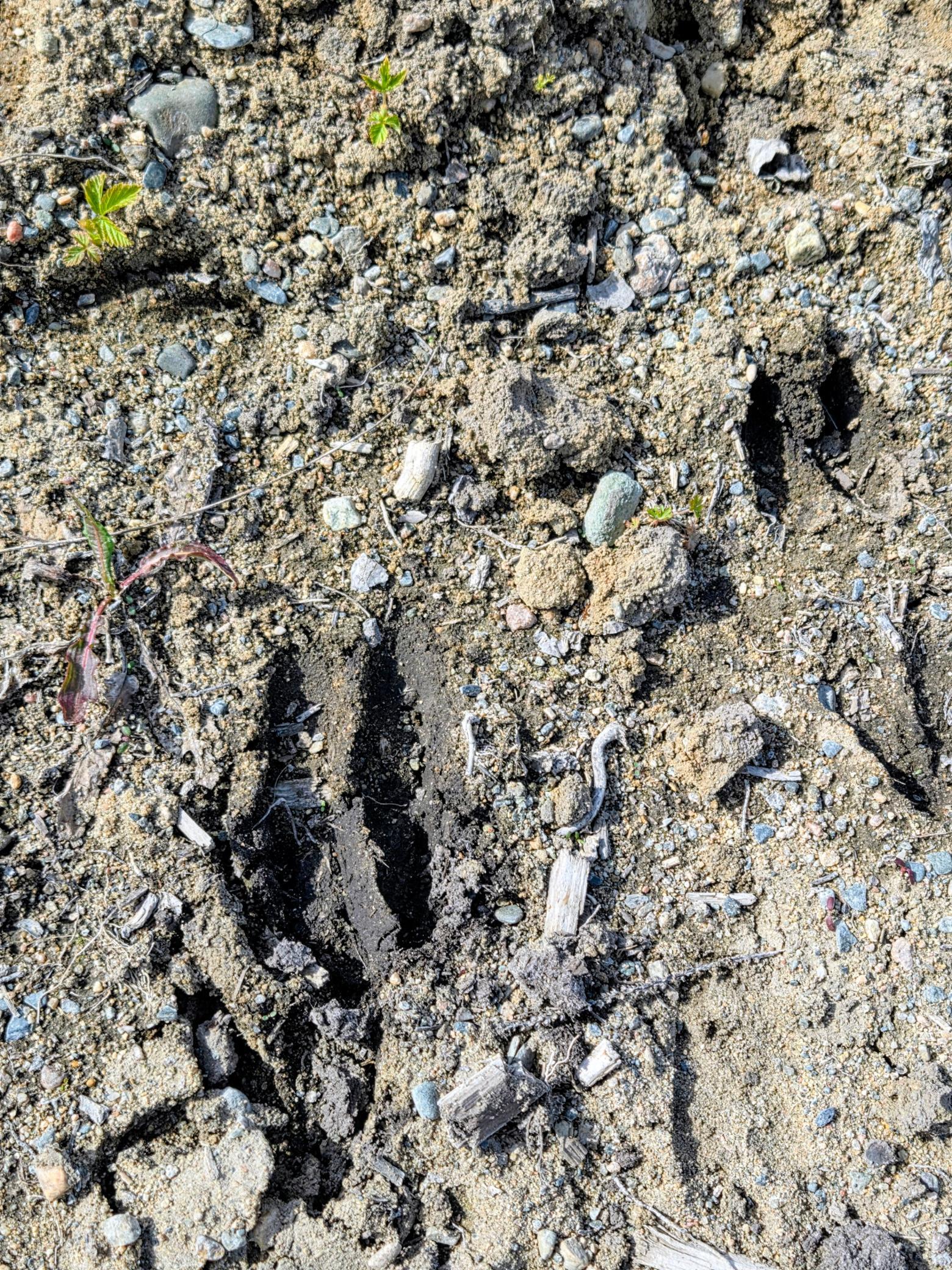Deer Track.jpg