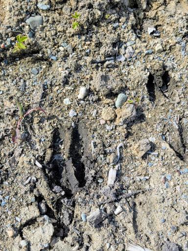 Deer Track.jpg