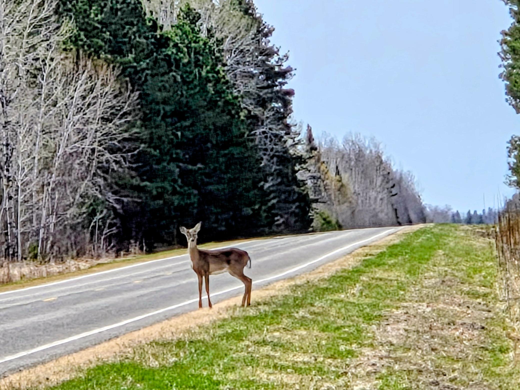 Curious deer.jpg