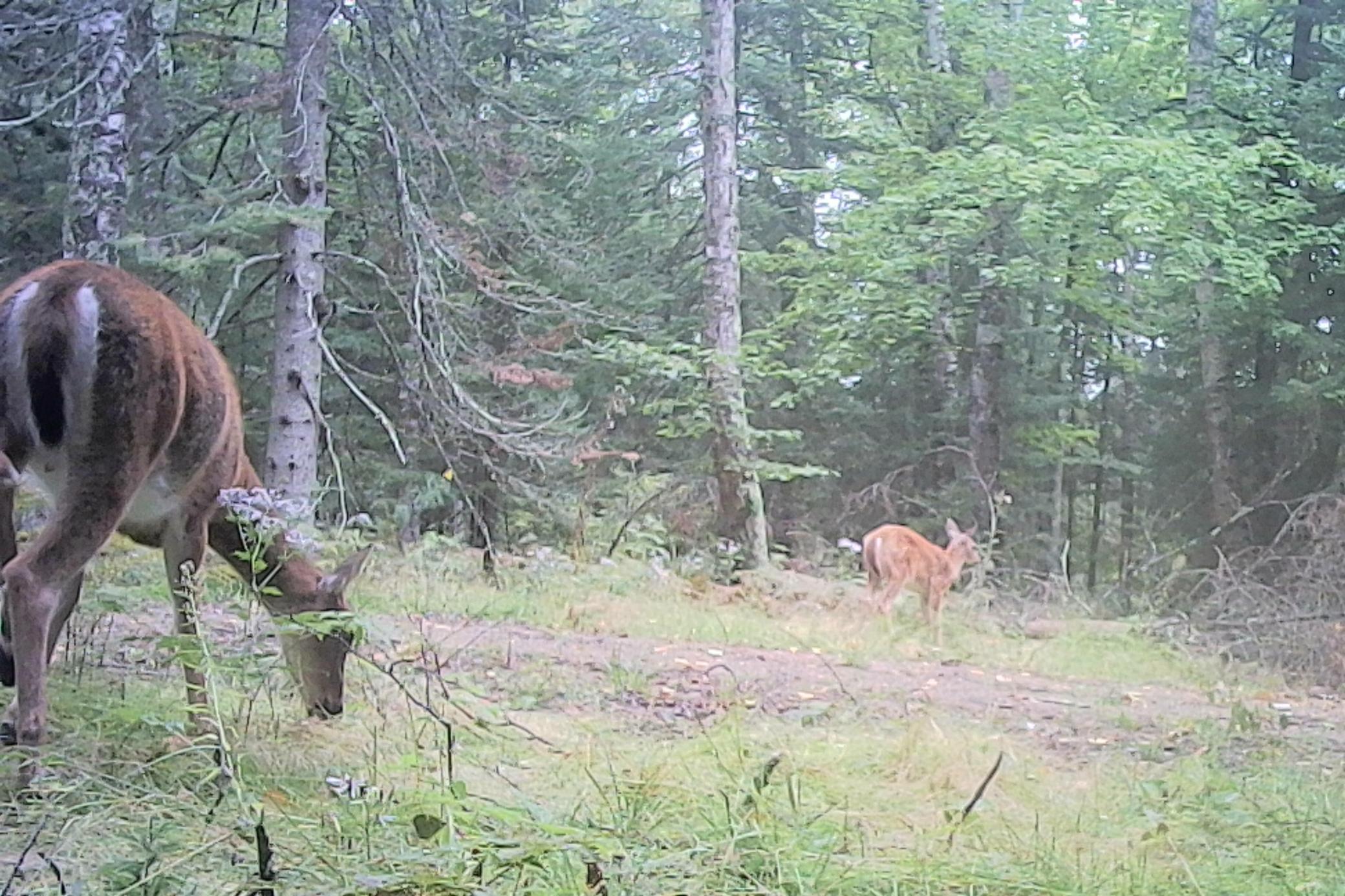 54-Itasca-50-TrailCam-2.jpg